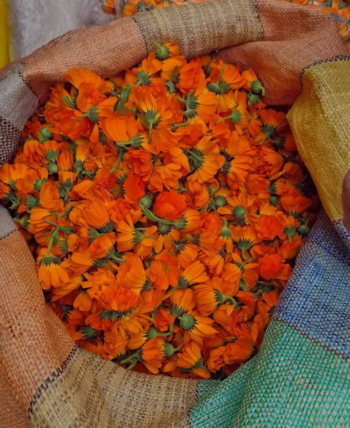 fleur oranges